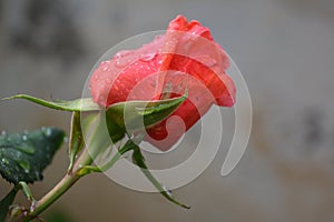 Lovely delicate bud of rose with drops of dew