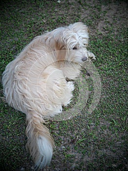Lovely dirty hairy white cute fat crossbreed dog relaxing on green grass garden floor outdoor
