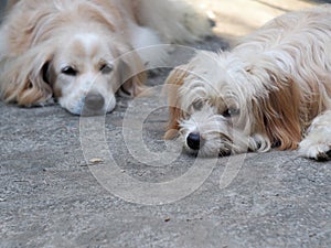 Lovely dirty hairy white cute fat dog looks like golden retriever puppy playing on concrete floor with a light brown crossbreed do