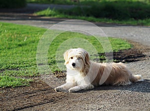 Lovely dirty hairy white cute slim crossbreed dog relaxing on green grass garden floor outdoor