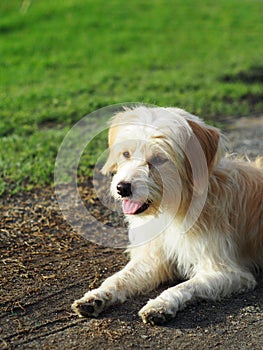 Lovely dirty hairy white cute slim crossbreed dog relaxing on green grass garden floor outdoor