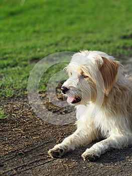 Lovely dirty hairy white cute slim crossbreed dog relaxing on green grass garden floor outdoor