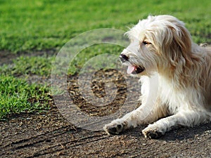 Lovely dirty hairy white cute slim crossbreed dog relaxing on green grass garden floor outdoor