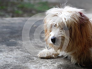 Lovely dirty long hairy white fur cute fat dog laying on cold garden floor making sad face