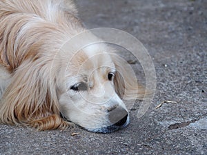 Lovely dirty long hairy white fur cute fat dog laying on grey cold garden floor making sad face with lonesome mood under natural s