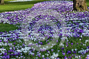 A lovely display of purple and white Crocuses flowering outside in Harrogate, UK, in the spring.