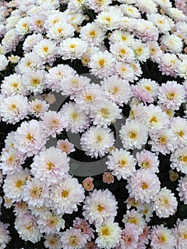 White flowers from a Spherical Chrysant plant