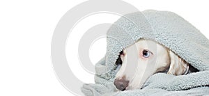 LOVELY DOG WITH BLUE EYES  WRAPPED WITH A COLORED TOWEL WAITING FOR A BATH OR SHOWER. ISOLATED AGAINTS WHITE BACKGROUND