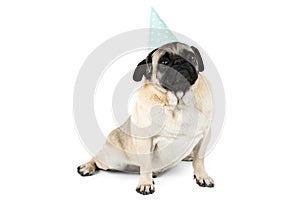 Lovely dog, with a festive cap sits on his hind legs, leaning his front paws on the floor. Isolated on white background.