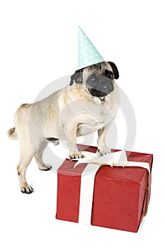 Lovely dog with a festive cap stands on his legs, leaning on a red box with a gift. Isolated on white background.