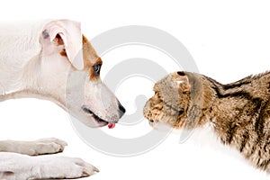 Lovely dog Jack Russell Terrier and curious cat Scottish Fold