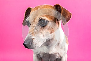 Lovely dog Lack Russell terrier portrait on pink background. Party mood colors