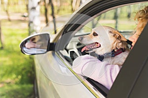 lovely dog looking out of a car window excitedly medium closeup outdoor pet concept