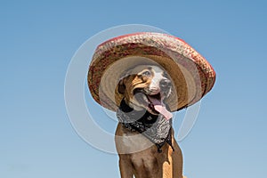 Lovely dog in mexican hat as a western style bandit of gangster.