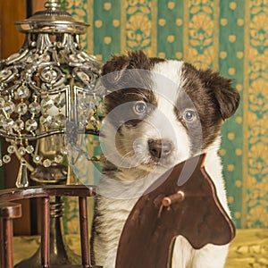 Lovely dog pet border collie portrait