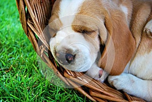 Lovely dog portrait