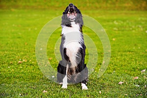 Lovely dog portrait posing outdoors with a funny emotion, eyes closed and a smiley. Overjoyed border collie pup relish the cold