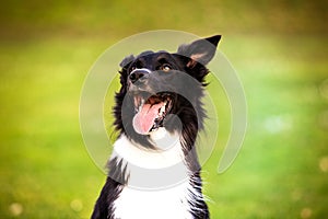 Lovely dog portrait posing outdoors with a funny emotion, eyes closed and a smiley. Overjoyed border collie pup relish the cold