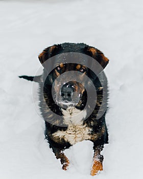 Lovely dog posing in the snow