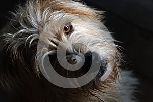 Lovely dog stare at the camera, Under light and shadow.