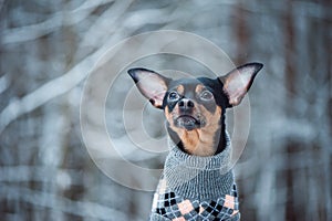 Lovely Dog in a sweater in a winter forest.