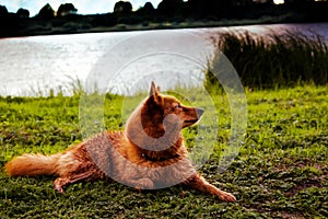 A lovely dog of breed the finnish spitz on the river photo