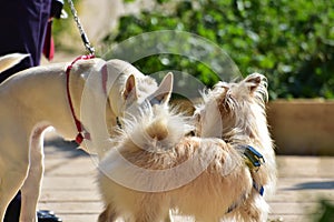 Lovely dog on a walk