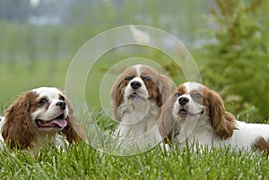 lovely dogs photo