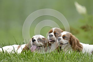 lovely dogs photo