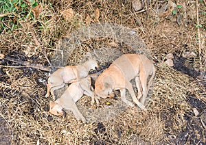 Lovely dogs sleeping on flour