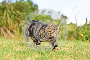 Lovely domestic short hair tabby cat