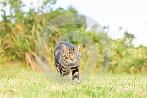 Lovely domestic short hair tabby cat