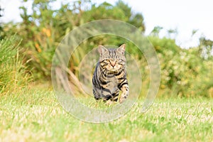 Lovely domestic short hair tabby cat