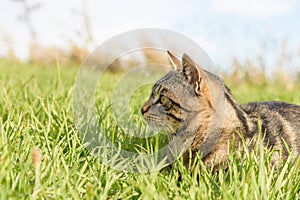 Lovely domestic short hair tabby cat