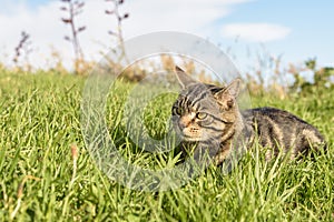 Lovely domestic short hair tabby cat