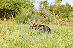 Lovely domestic short hair tabby cat