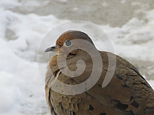Lovely Dove with light grayish brown feathers