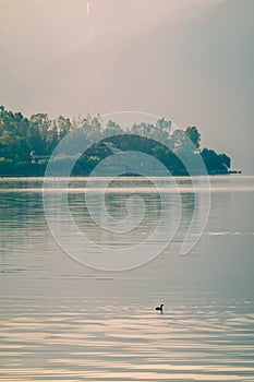 Lovely Duck and beautiful misty lakes in the morning