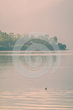 Lovely Duck and beautiful misty lakes in the morning