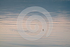 Lovely Duck and beautiful misty lakes in the morning