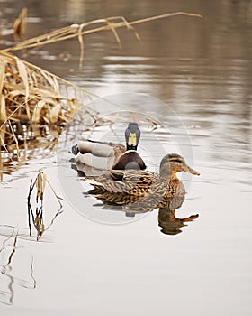 Lovely duck couple on a lake swimming.