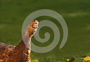 Lovely duck peeks into the frame