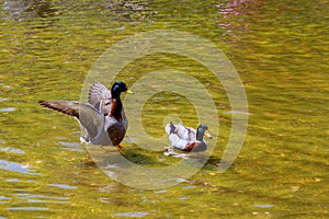 Lovely Duck swimming. Nature lake background.