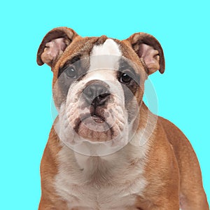 lovely english bulldog puppy looking forward while standing