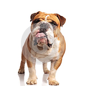 Lovely english bulldog standing and panting while looking to ide