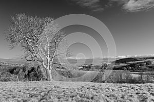 Lovely English countryside black and white landscape across roll