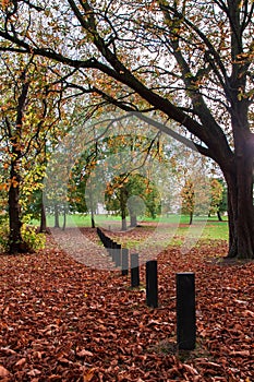 Lovely fall in a London park with shedded leaves photo