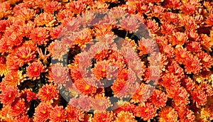 Lovely Fall Mums (chrysanthemum)