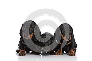 Lovely family of three teckel dachshund puppies looking away