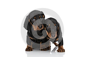 Lovely family of two teckel dachshund puppies protecting each other